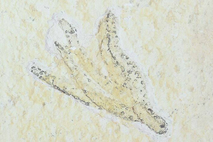 Fossil Plant (Brachyphyllum) - Solnhofen Limestone, Germany #100786